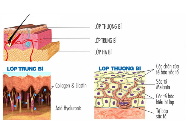 nguyen nhan hinh thanh nam da 2